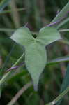 White morning-glory